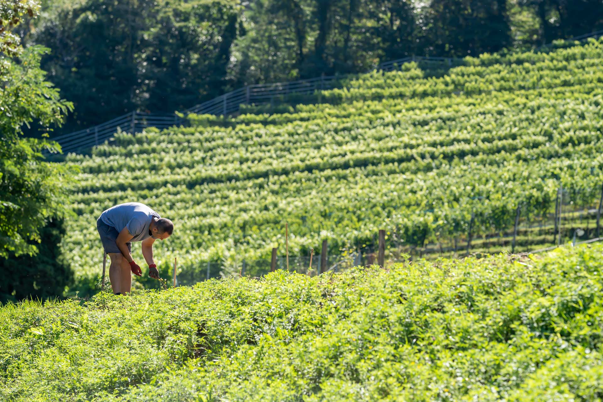 Homepage_Bigatt_Hotel_and_Restaurant_Lugano_ 